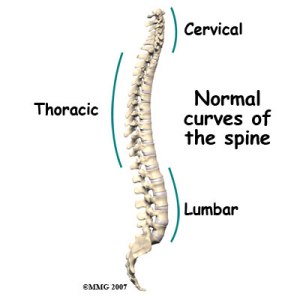 Curves of the spine